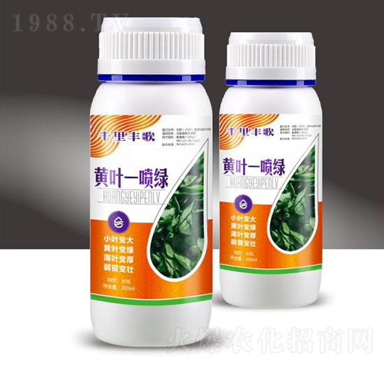 黃葉一噴綠-千里豐歌-穗滿倉