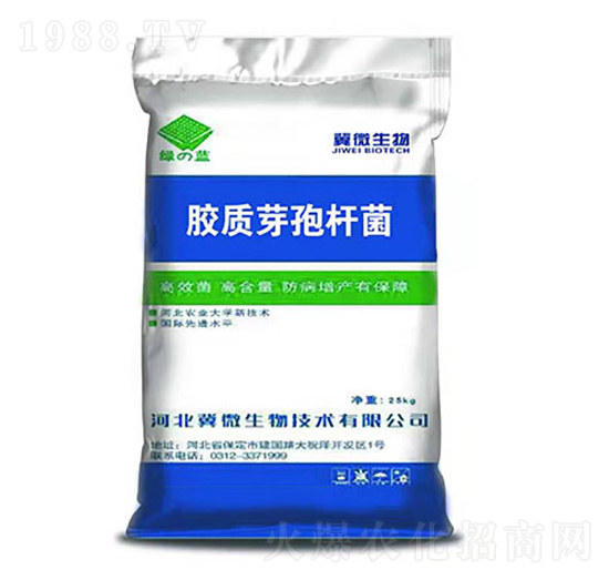 膠質芽孢桿菌-綠藍-冀微生物