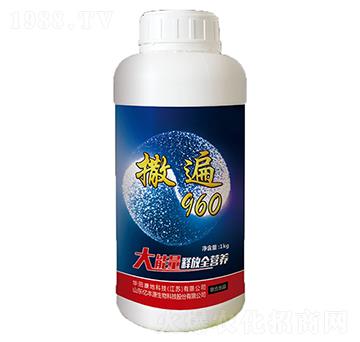 撒遍960-億豐源