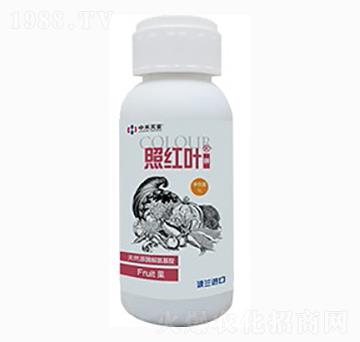 照紅葉（鉀）-中禾天呈