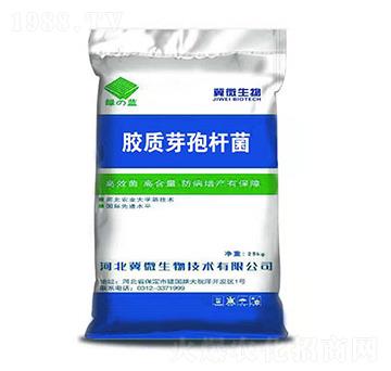 膠質(zhì)芽孢桿菌-綠藍(lán)-冀微生物