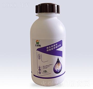 微生物菌劑側(cè)孢短芽孢桿菌-王夢(mèng)陽-文隆夢(mèng)陽